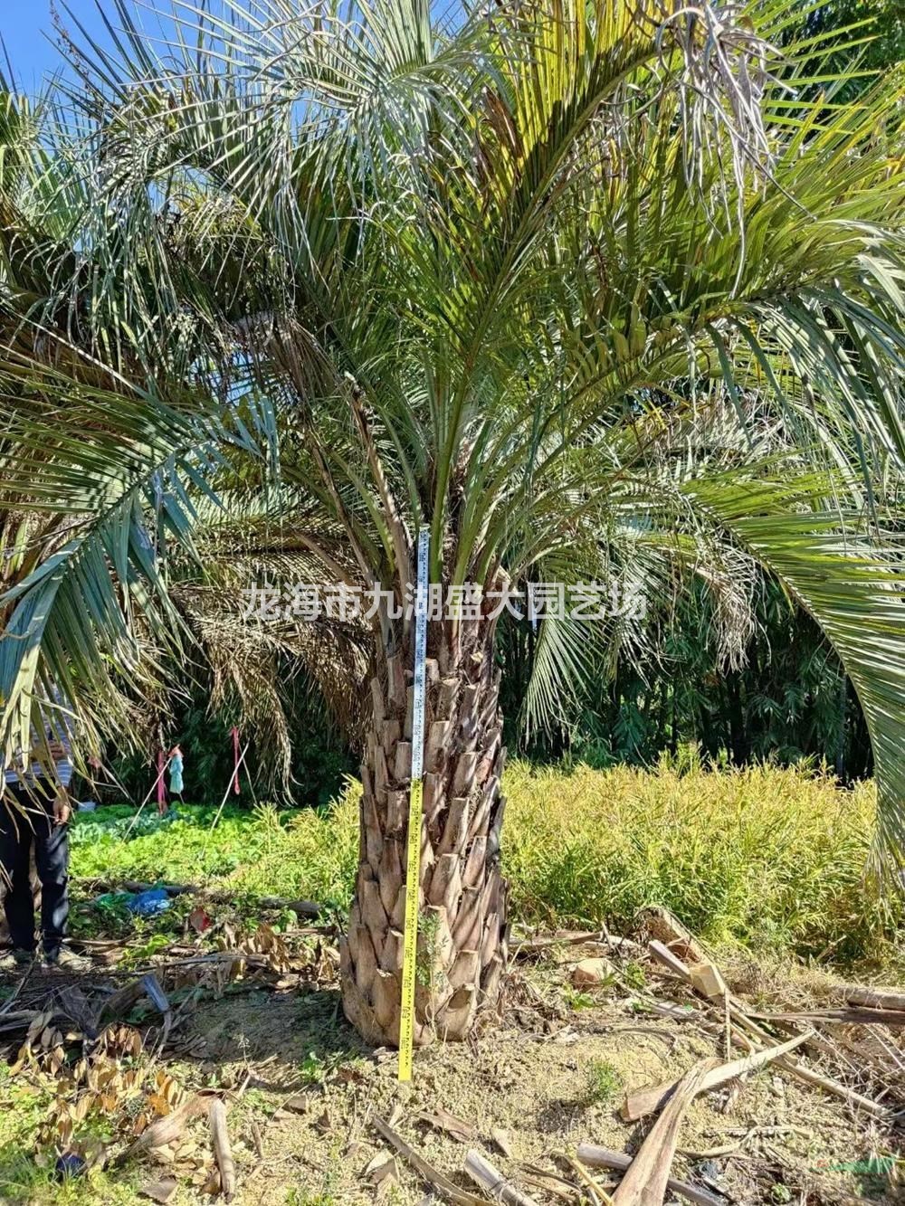 大小規(guī)格漳州布迪椰子基地