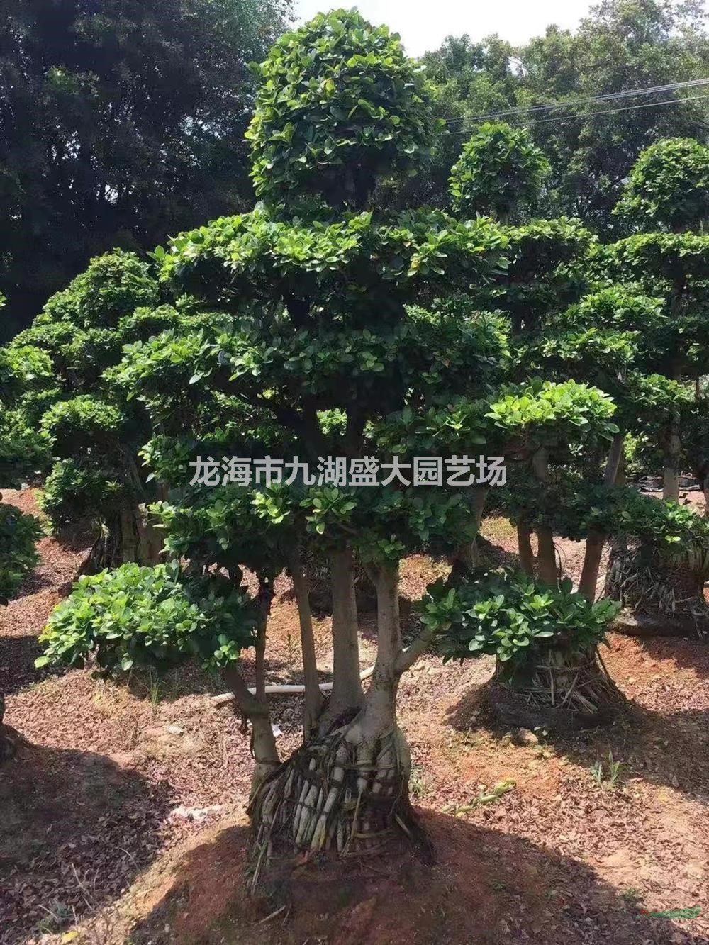 出售小葉榕樁頭 造型小葉榕 榕樹盆景 細(xì)葉榕