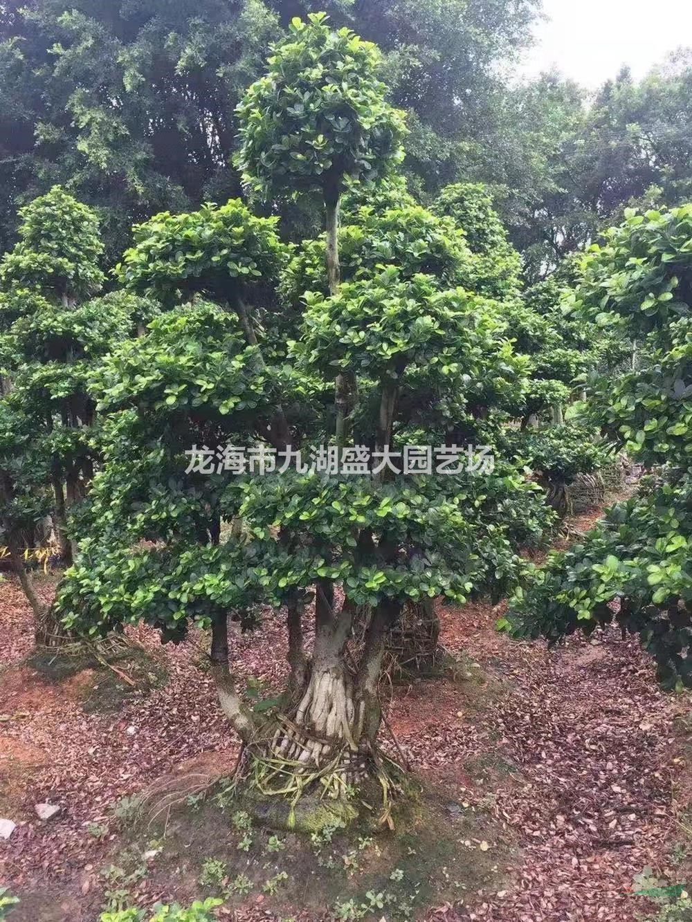 出售小葉榕樁頭 造型小葉榕 榕樹盆景 細(xì)葉榕