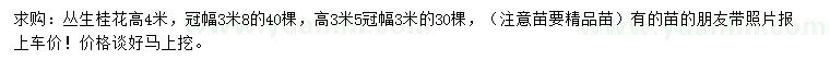 求購高3.5、4米叢生桂花