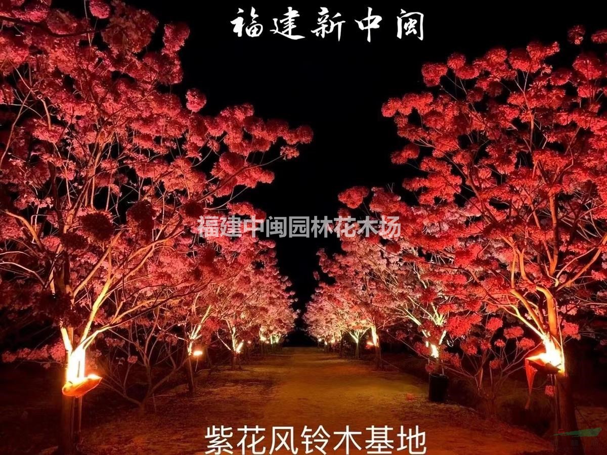 紫花风铃木25-30公分批发