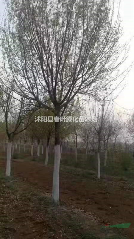 五角楓價(jià)格_五角楓圖片_五角楓基地_五角楓產(chǎn)地