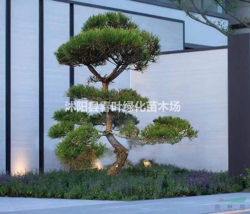 造型黑松價(jià)格_造型黑松圖片_造型黑松基地_造型黑松產(chǎn)地