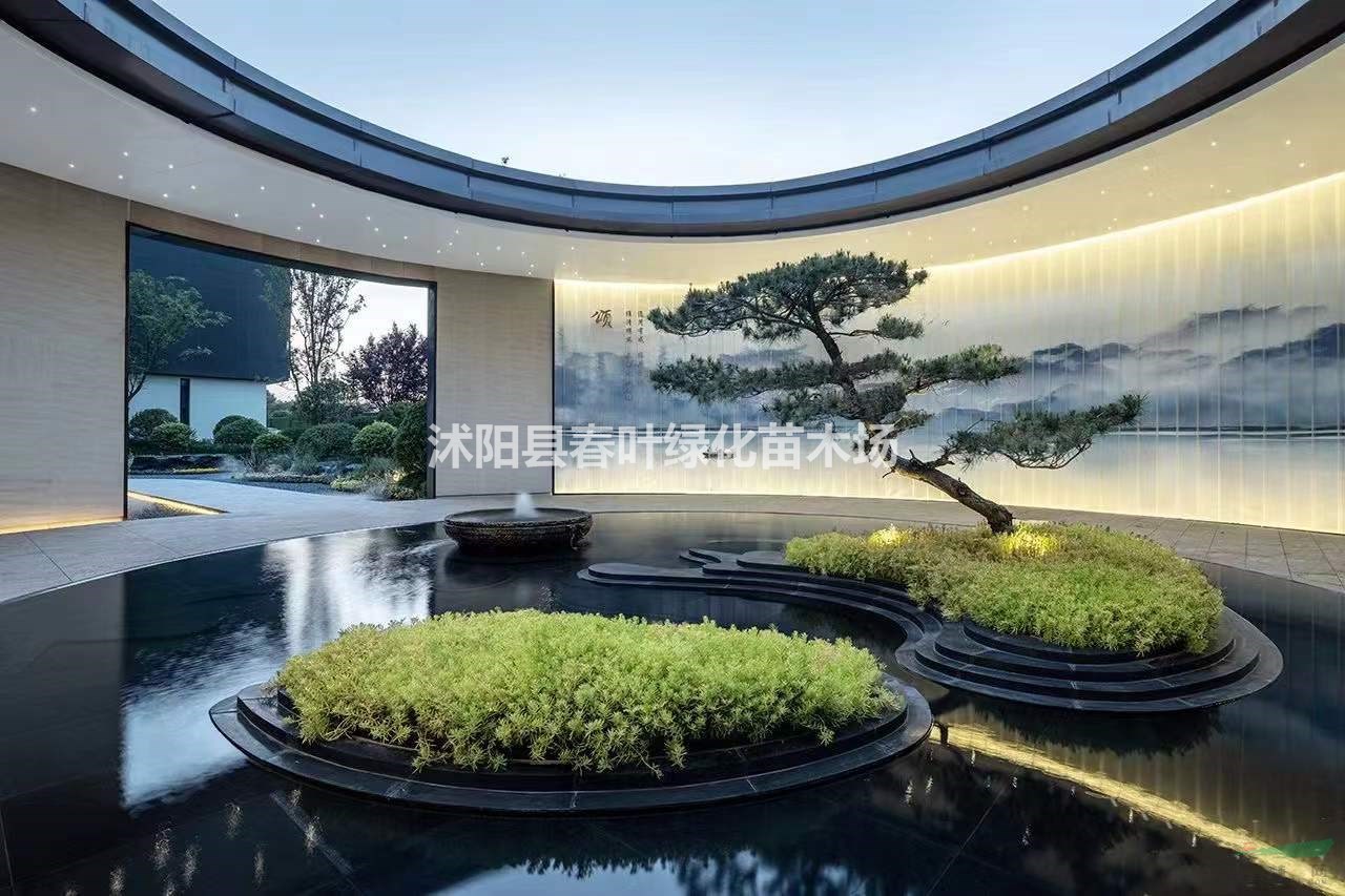 造型黑松價(jià)格_造型黑松圖片_造型黑松基地_造型黑松產(chǎn)地
