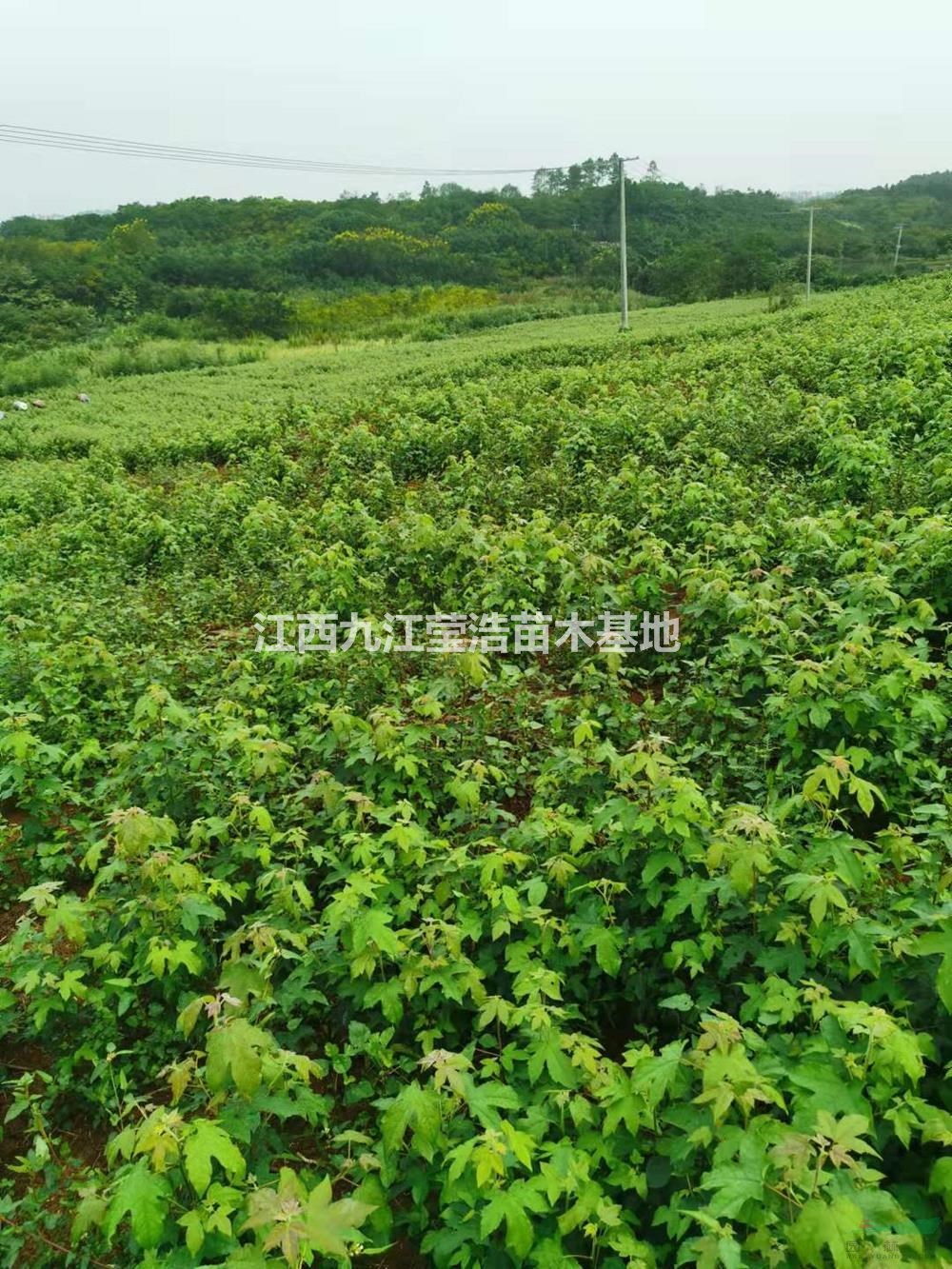 大小規(guī)格楓香小苗 九江楓香小苗基地 江西楓香小苗批發(fā)