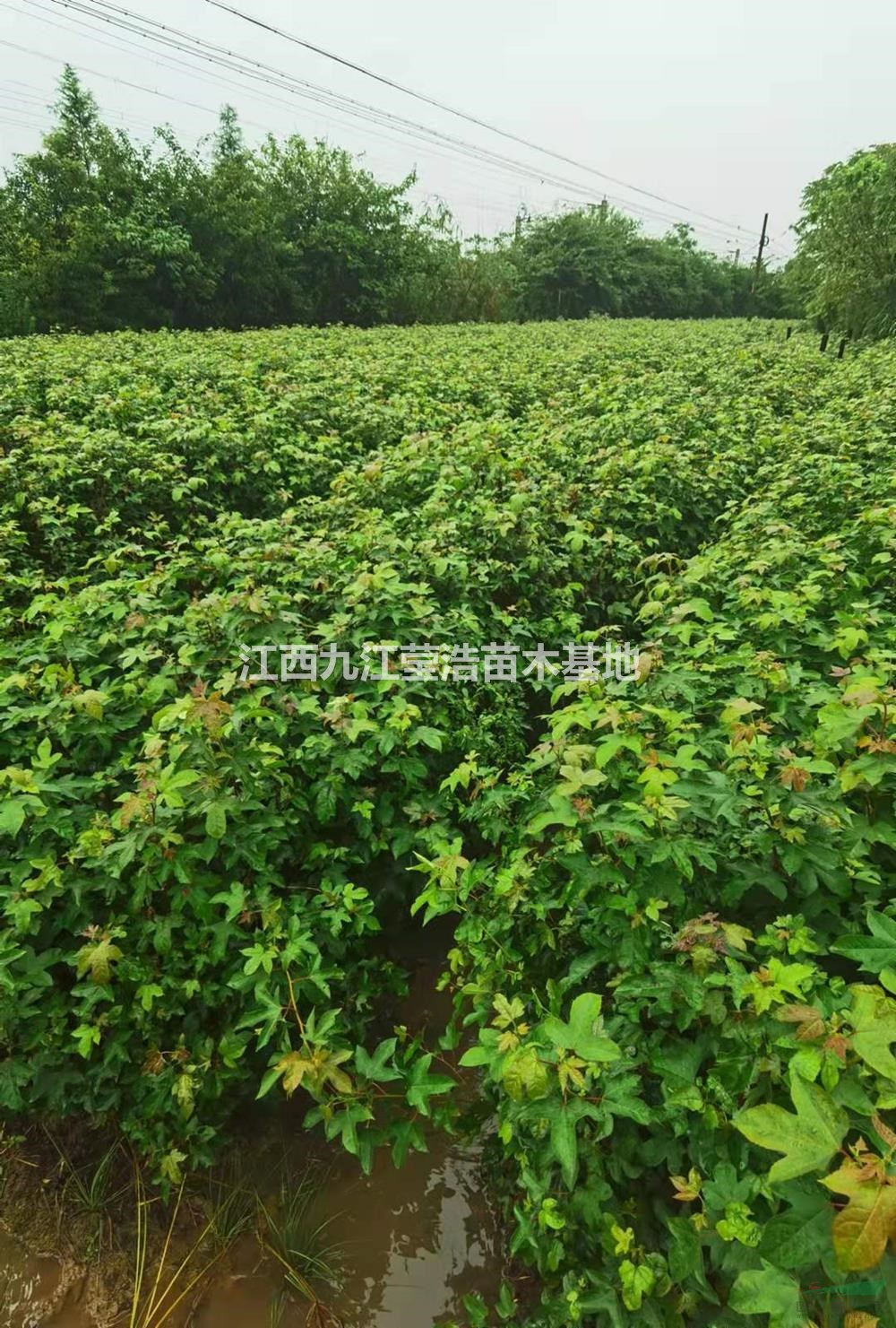 大小規(guī)格楓香小苗 九江楓香小苗基地 江西楓香小苗批發(fā)