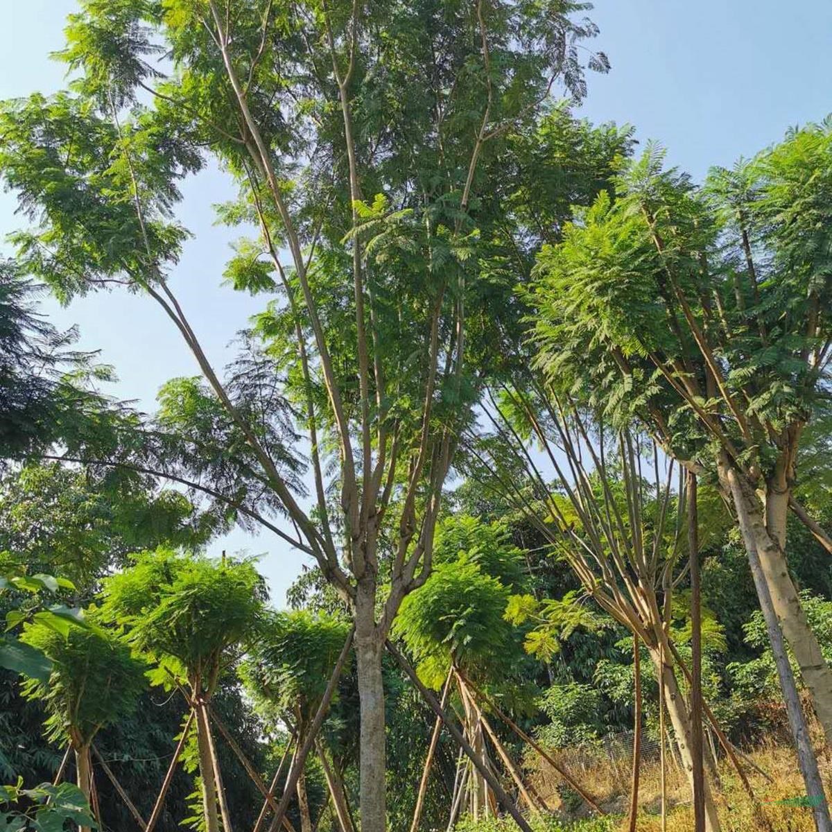 福建藍(lán)花楹介紹/特征/用途