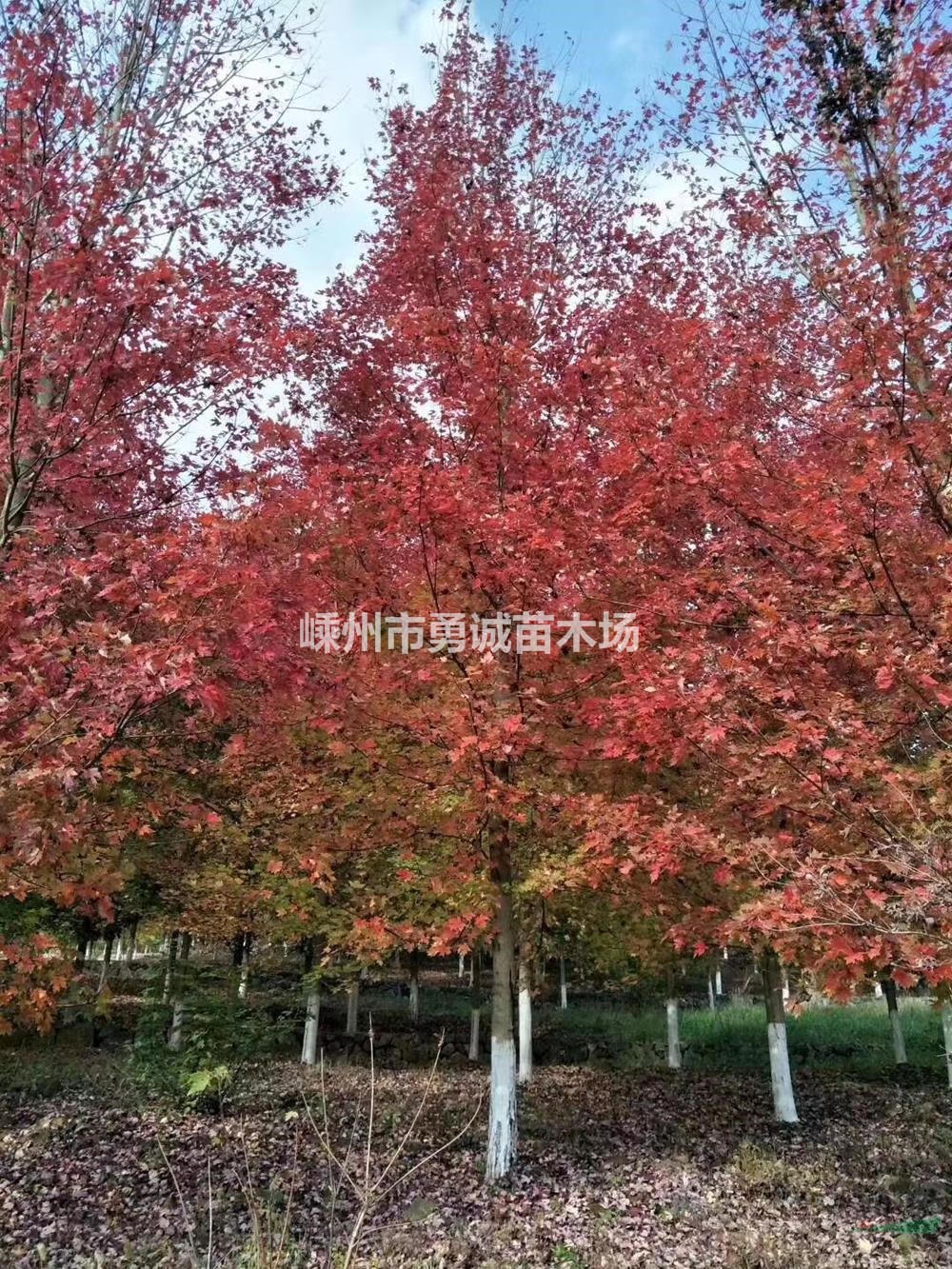 浙江美国红枫胸径8-20公分出售