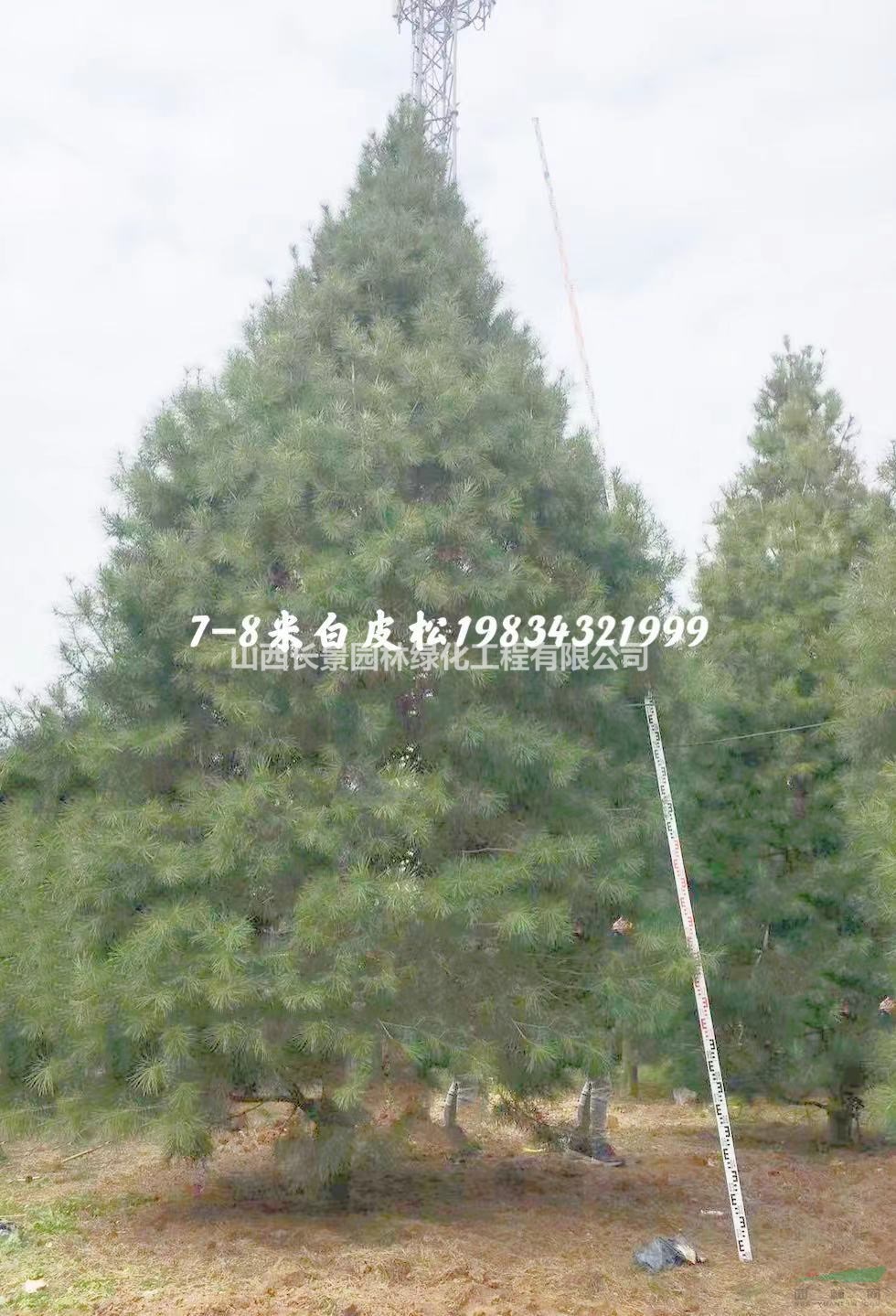 7米高白皮松價(jià)格，8米高白皮松多少錢？山西白皮松基地供應(yīng)