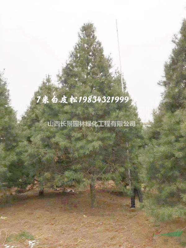 7米高白皮松價(jià)格，8米高白皮松多少錢？山西白皮松基地供應(yīng)