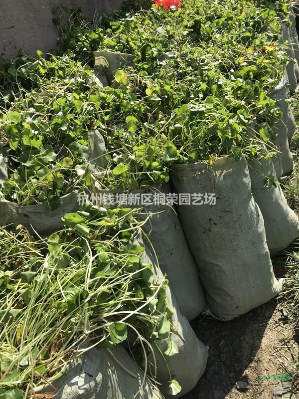 銅錢(qián)草
