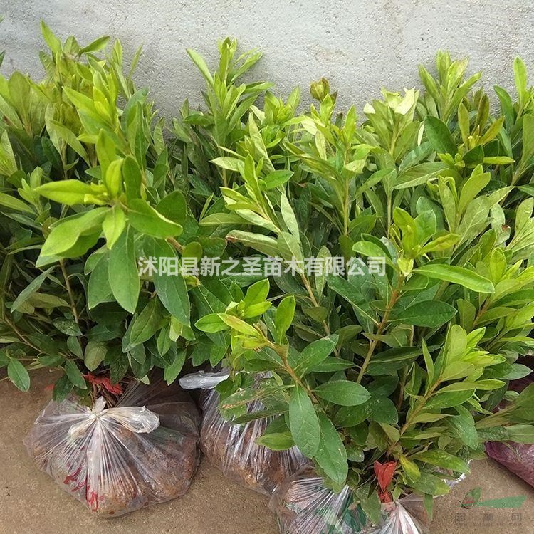 杜鵑花產(chǎn)地直銷--大量批發(fā)--價格優(yōu)惠