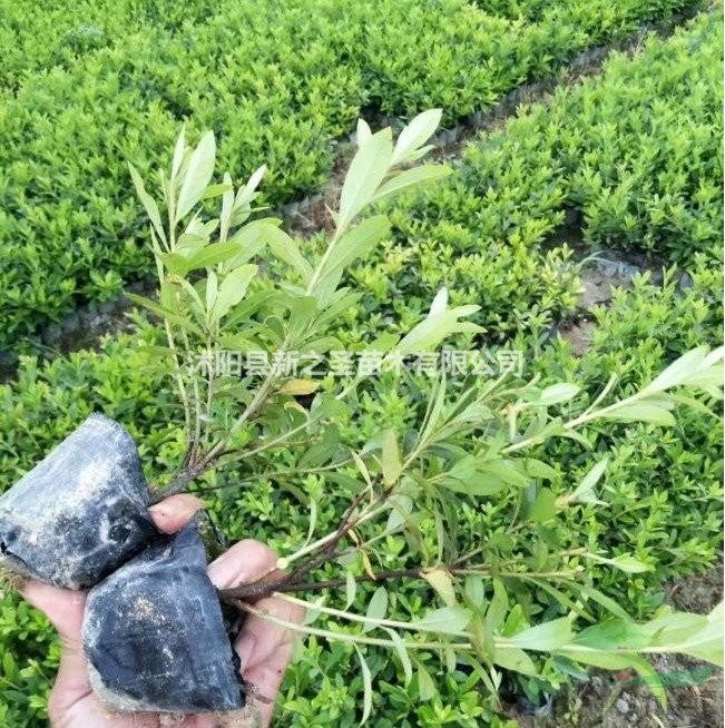 杜鵑花產(chǎn)地直銷--大量批發(fā)--價格優(yōu)惠