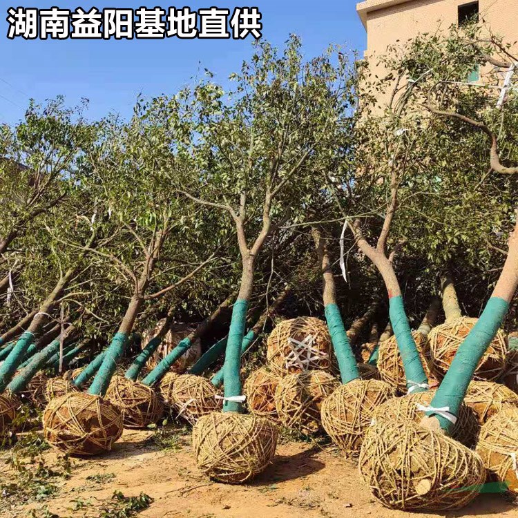 25公分全冠香樟-香樟多少錢-益陽香樟