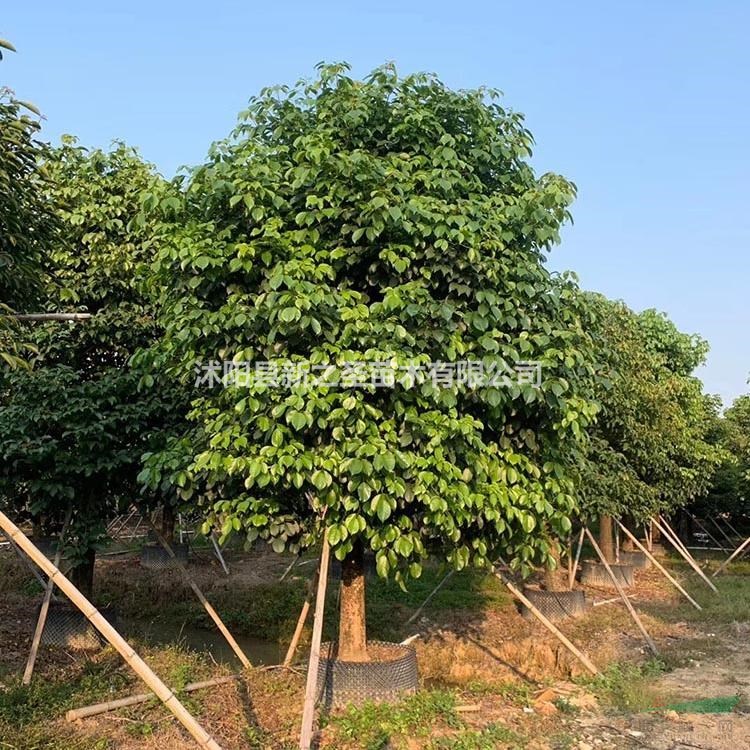 大量供应风景行道树重阳木--规格齐全