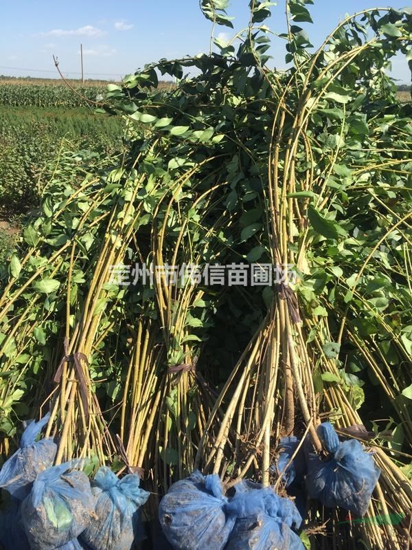 連翹報(bào)價(jià)，叢生連翹批發(fā)，大顆連翹產(chǎn)地，河北連翹直銷基地