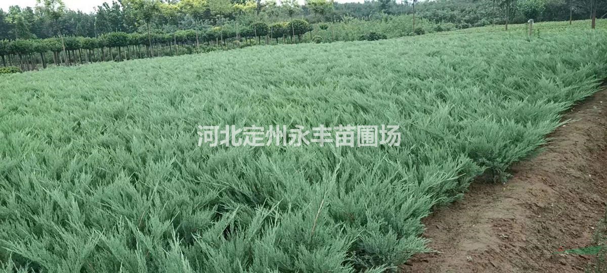 沙地柏種植基地，沙地柏30*60公分規(guī)格齊全