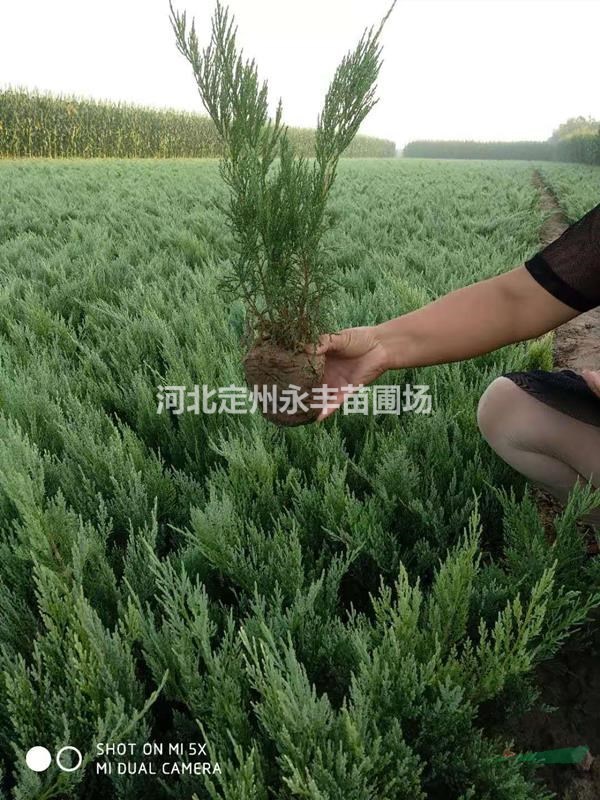 沙地柏種植基地，沙地柏30*60公分規(guī)格齊全