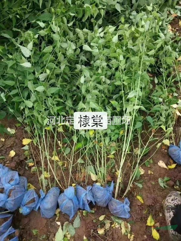 棣棠價(jià)格，棣棠種植基地，棣棠廠家批發(fā)