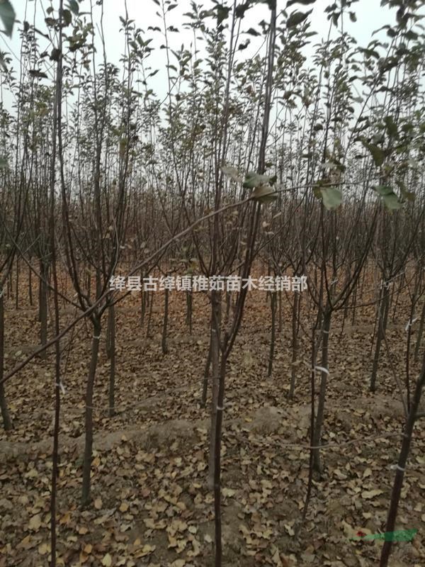 2公分蘋果樹價格~3公分蘋果樹批發(fā)~綠化占地蘋果樹大量供應