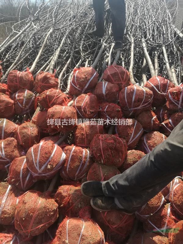 2公分蘋果樹價格~3公分蘋果樹批發(fā)~綠化占地蘋果樹大量供應