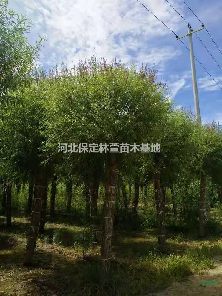 饅頭柳