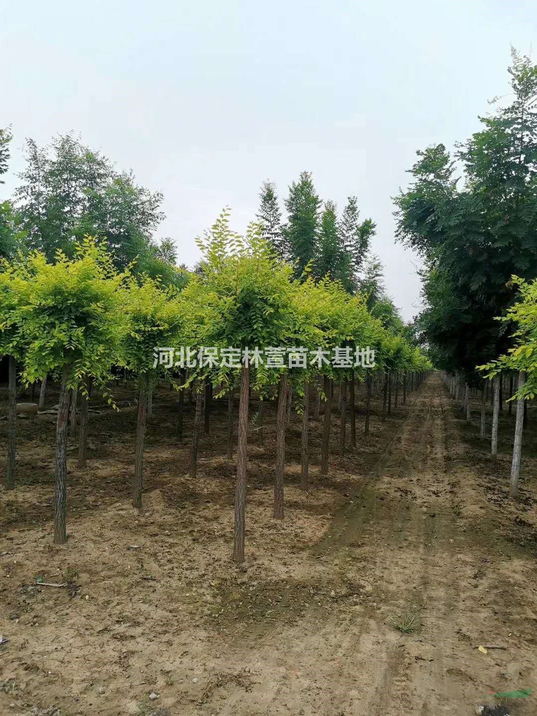 金葉榆