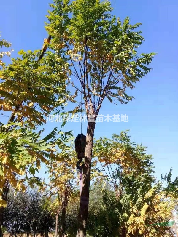 香花槐