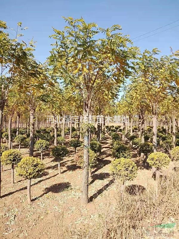 香花槐
