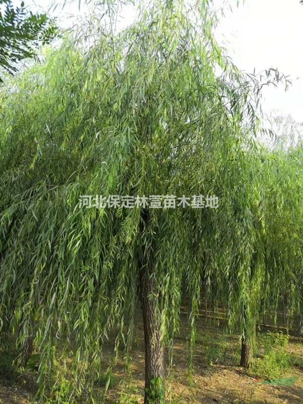 河北保定垂柳