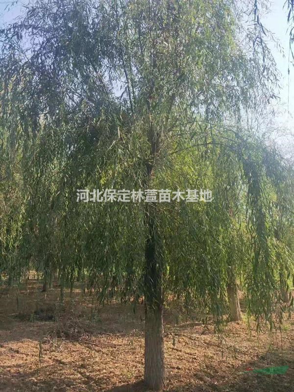 河北保定垂柳