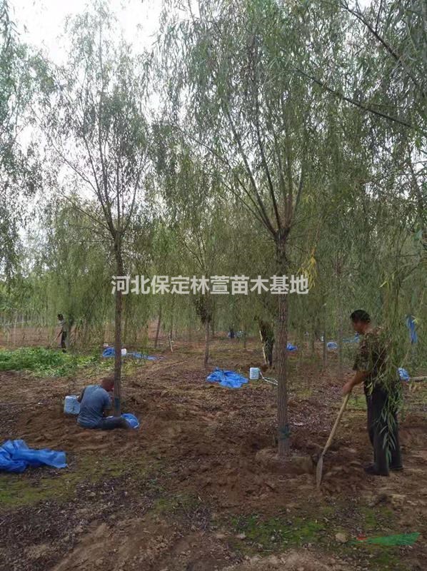 河北保定垂柳