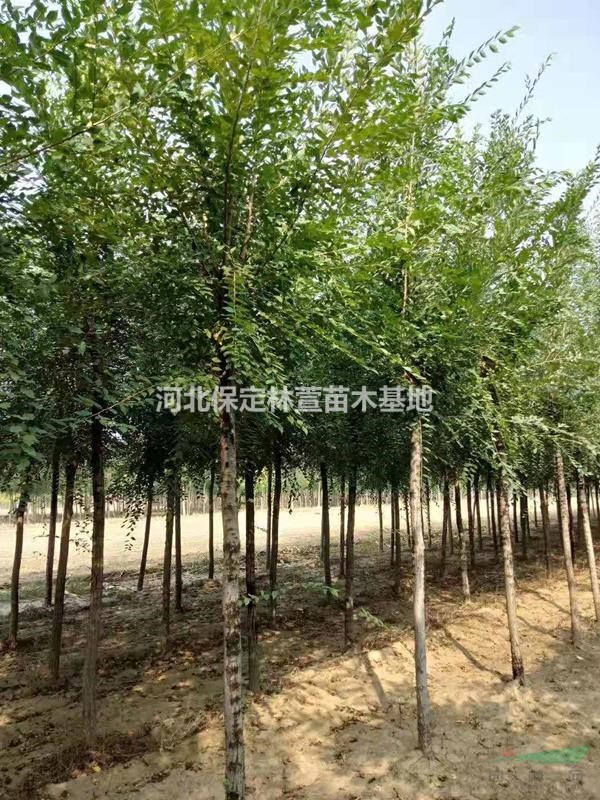 河北保定榆樹，質(zhì)優(yōu)價廉，自產(chǎn)自銷