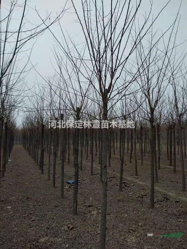 河北刺槐價格便宜，刺槐廠家直銷，基地