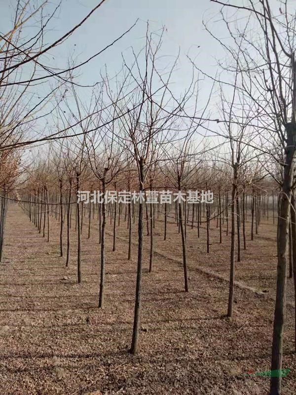 河北刺槐價格便宜，刺槐廠家直銷，基地