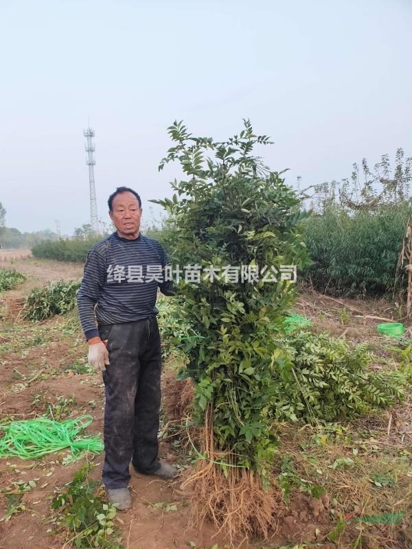 山西無(wú)刺花椒苗，大紅袍花椒苗，獅子頭花椒苗基地直銷。
