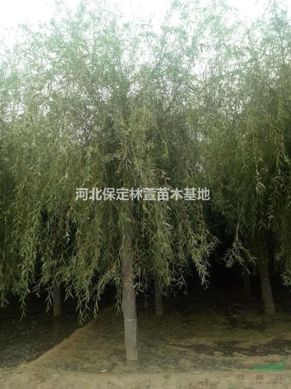 河北保定垂柳基地 出售嫁接垂柳 垂柳價格便宜
