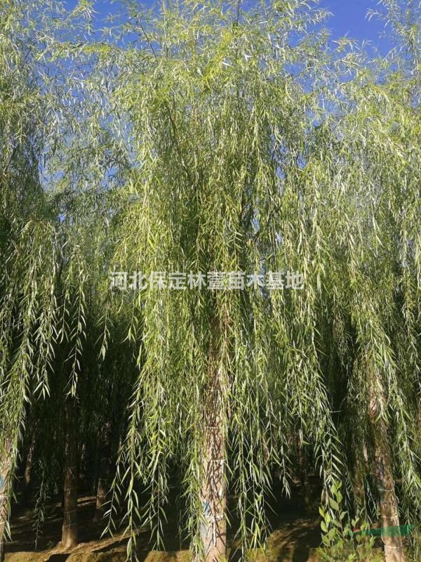 河北保定垂柳基地 出售嫁接垂柳 垂柳價格便宜