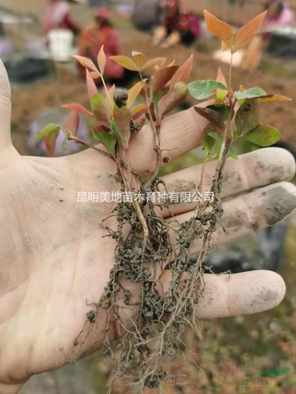 南天竹小苗蘭天竹種苗彩葉植物