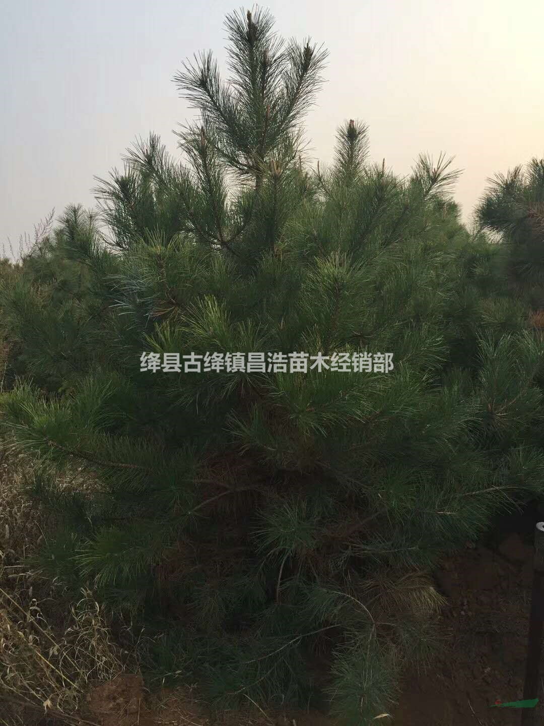 目前3米油松上車(chē)價(jià)多少錢(qián)一棵？今日3米油松裝車(chē)價(jià)多少錢(qián)一棵？