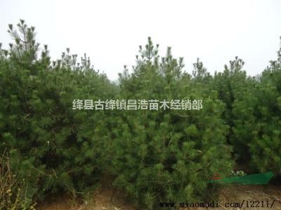 目前1米5白皮松價(jià)格＝1米5白皮松一畝定植多少棵？