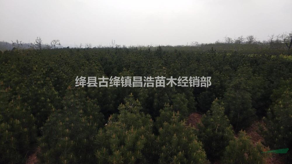 目前1米5白皮松價(jià)格＝1米5白皮松一畝定植多少棵？