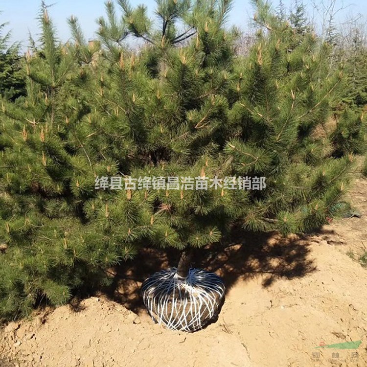 油松多少錢(qián)一棵？2米油松，3米油松，4米油松多少錢(qián)一棵？