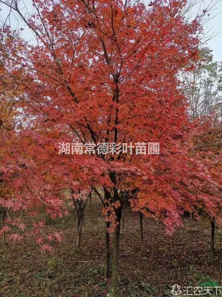 雞爪槭，湖南常德雞爪槭苗圃直銷