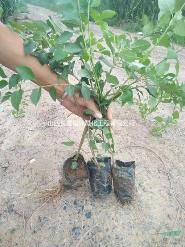 哪里有连翘苗，药用连翘苗，连翘种植基地种植主要合作社