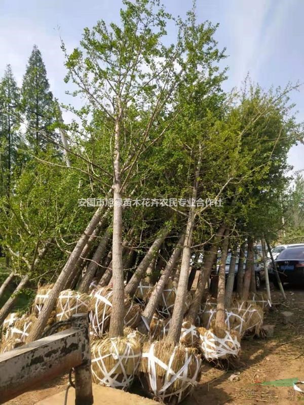 河北银杏价格/13公分银杏/25公分银杏