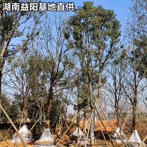 8公分香樟哪里有 湖南益陽香樟樹基地批發(fā)