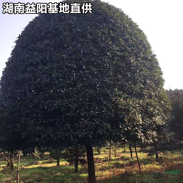 10公分桂花樹上車價 桂花樹行情 湖南桂花樹批發(fā)