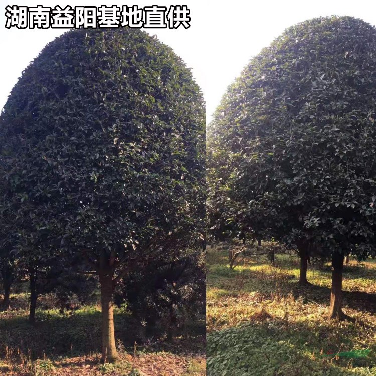 10公分桂花樹上車價 桂花樹行情 湖南桂花樹批發(fā)