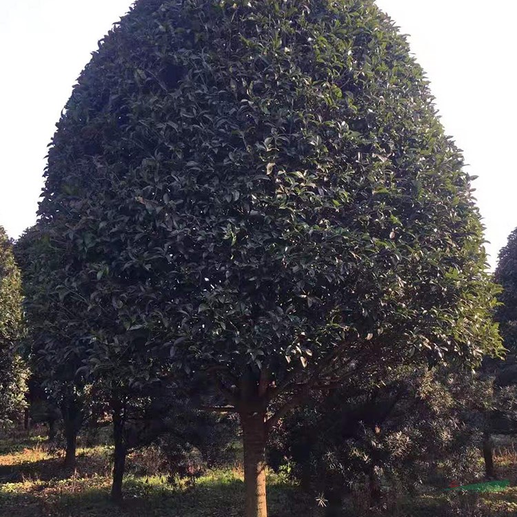 20公分桂花樹行情 湖南益陽桂花樹基地批發(fā)